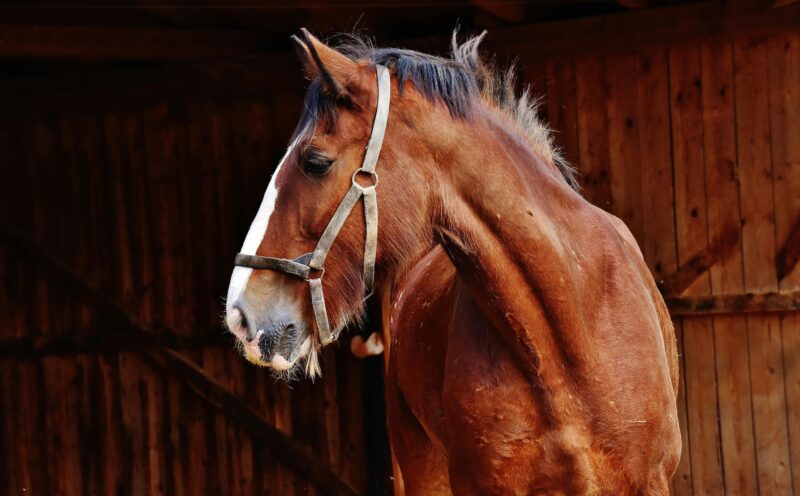 A brown horse by a barn.
